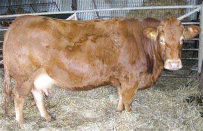 母牛妊娠期的饲养管理技术
