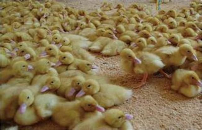 雏鸭对饲养环境条件的要求
