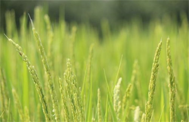 水稻早穗的原因及防治方法