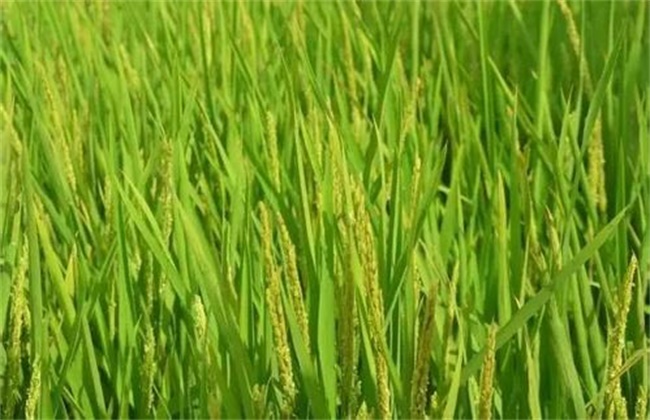 水稻拔节长穗期的田间管理技术