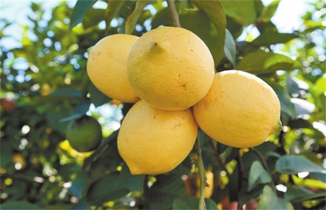 柠檬的常见病虫害及防治