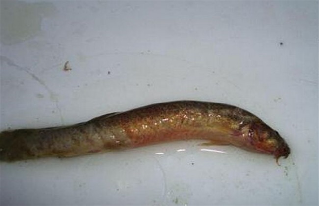 泥鳅养殖常见疾病的防治方法