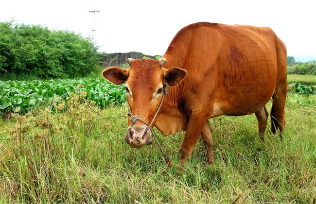 如何提高黄牛的繁殖性能