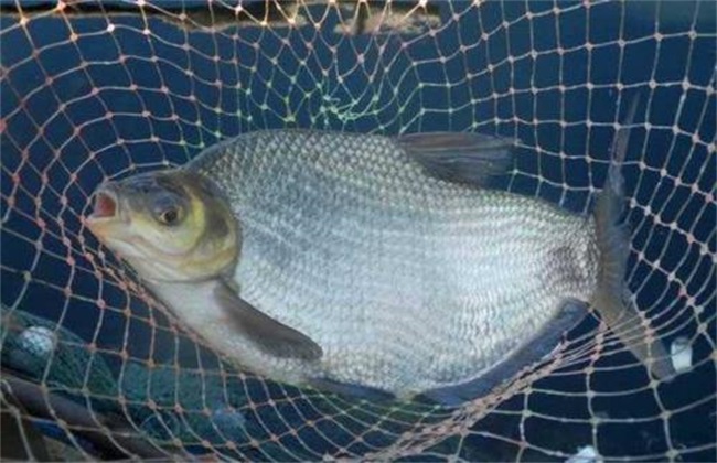鳊鱼 养殖 技术