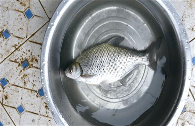 鳊鱼 养殖 技术
