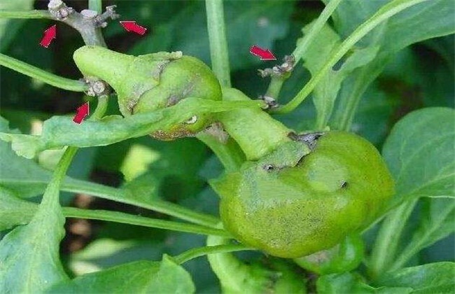 辣椒落花落果的原因及防治方法