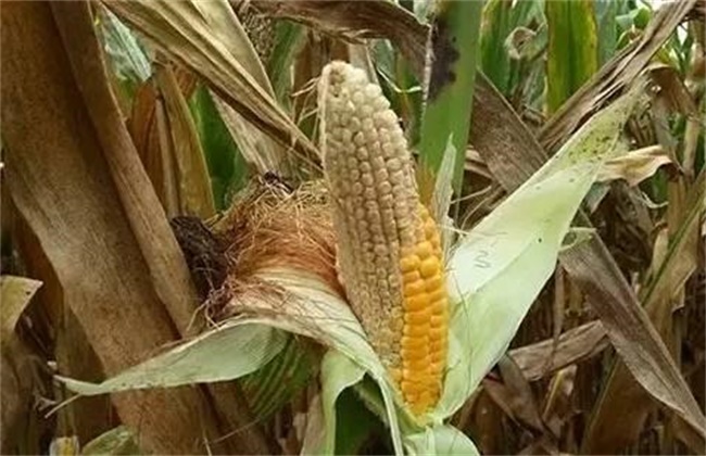 玉米空杆的原因及解决方法