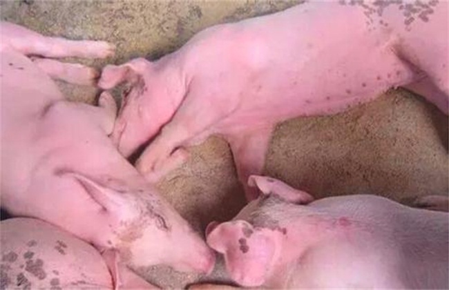 猪热应激对猪有什么影响