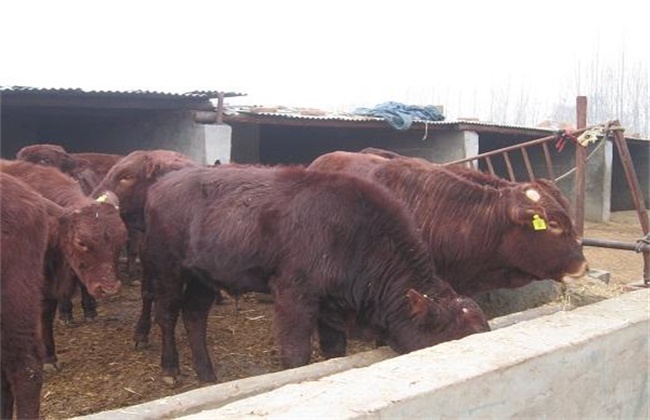 肉牛的中暑的原因、症状及防治方法