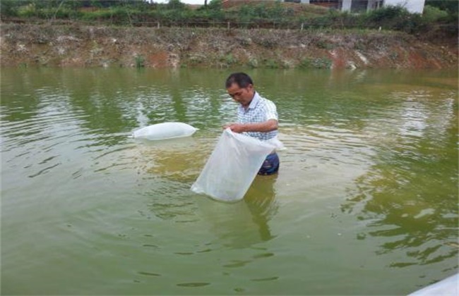 夏季高温季节泥鳅养殖管理要点