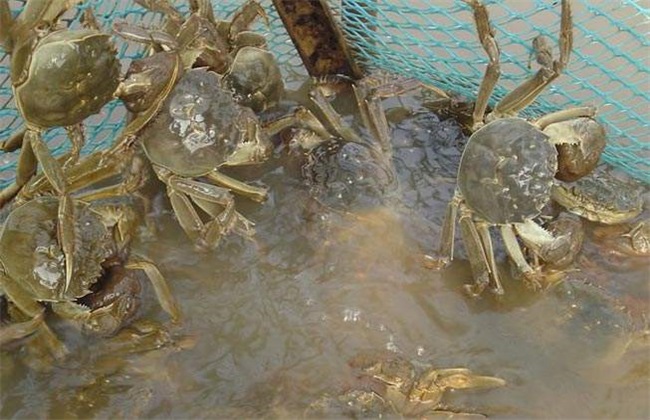 河蟹 养殖 方法
