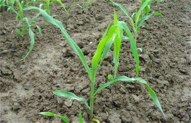 玉米发芽率低的原因及解决措施