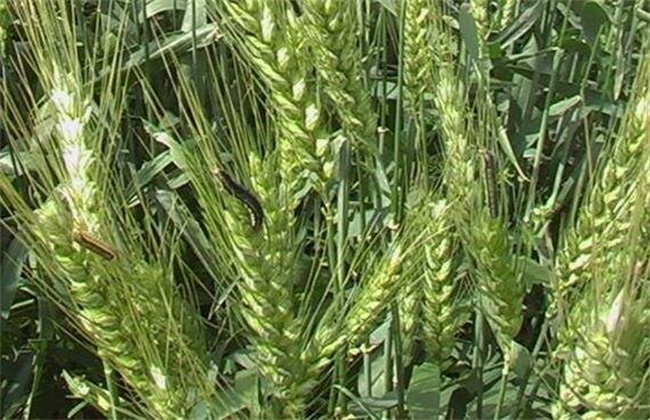 小麦空穗的原因及解决措施