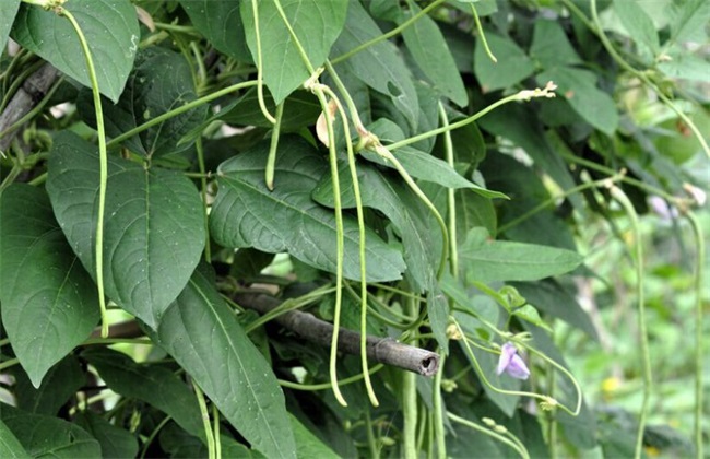 豆角高产的种植方法