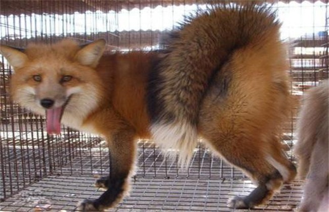 狐狸 注意事项 养殖
