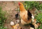如何提高土鸡养殖成活率