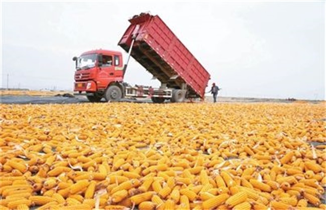 玉米 产量 提高方法