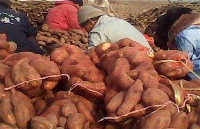 红薯畸形的原因及预防措施