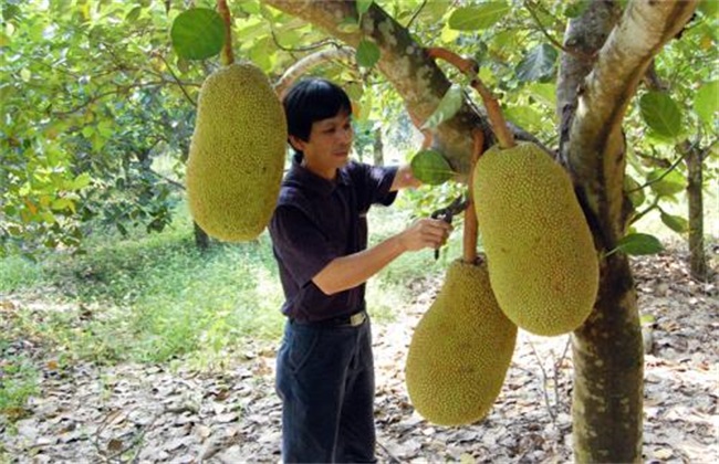 菠萝蜜 种植 方法