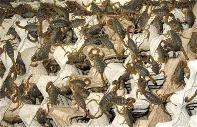 蝎子常见病虫害防治方法