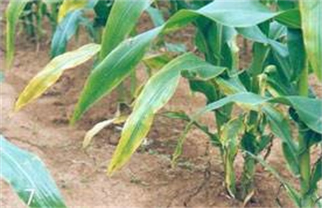 玉米常见缺素的症状及防治方法