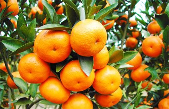 种植柑橘的注意事项