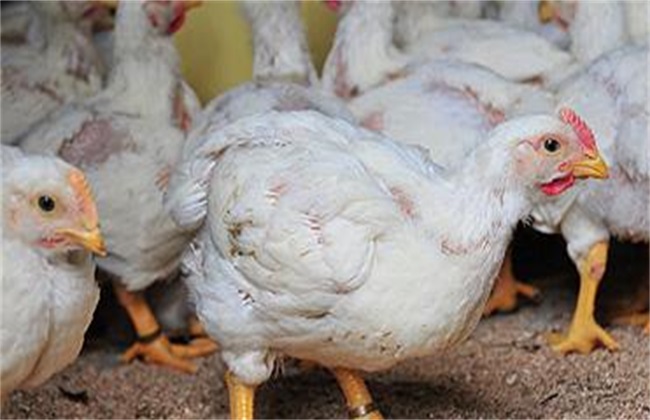 白羽肉鸡 方法 养殖