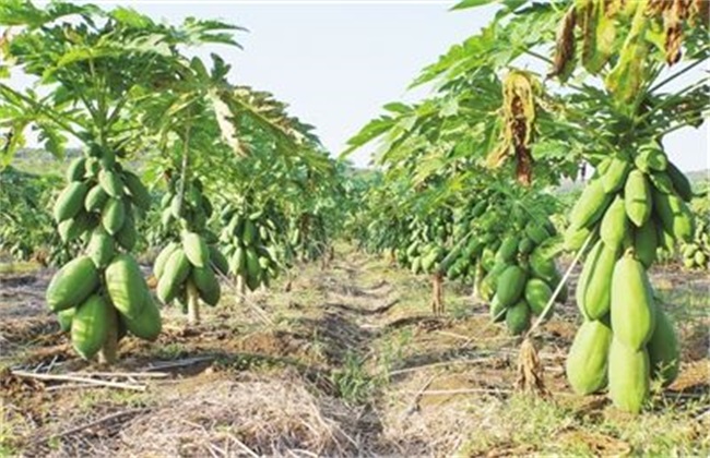 木瓜 育苗管理 方法