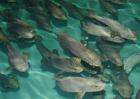 石斑鱼的养殖条件要求