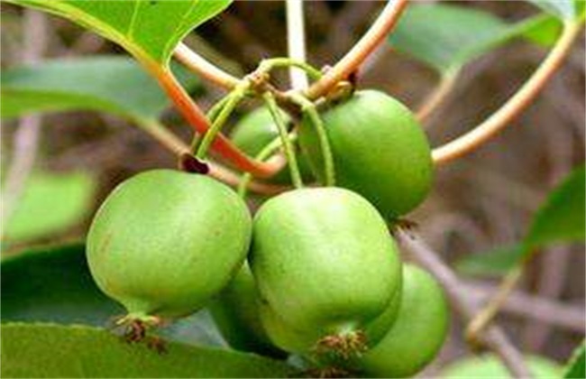 软枣猕猴桃 栽培 技术