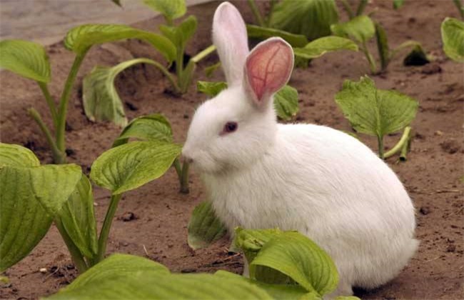 兔子 秋季 管理方法