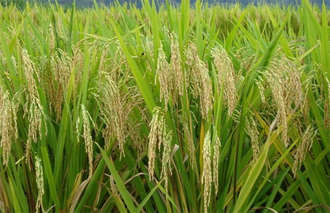 水稻 管理方法 齐穗期