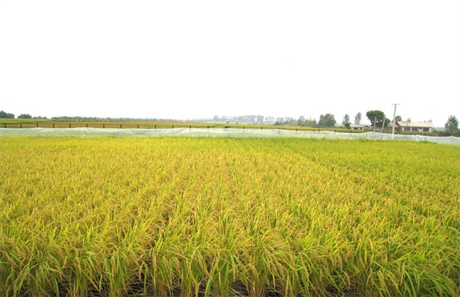 水稻 管理方法 齐穗期