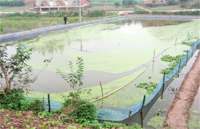 泥鳅的养殖技术
