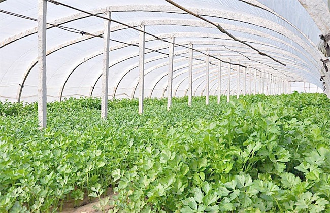 香菜 高产 种植方法