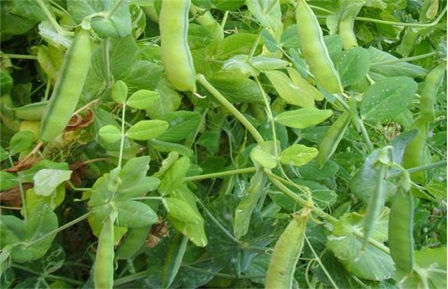 黑豆常见病虫害防治方法