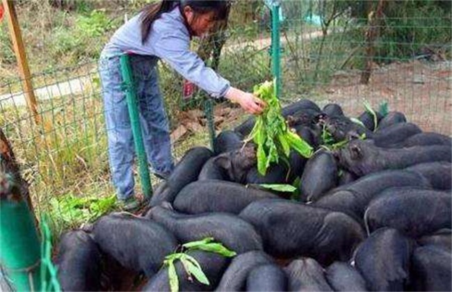黑豚 养殖 方法