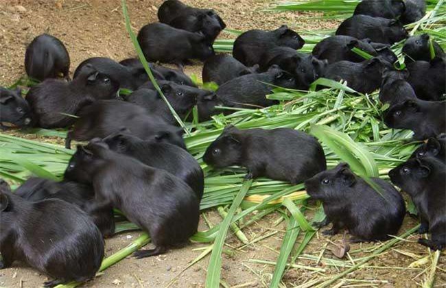 黑豚 养殖 方法