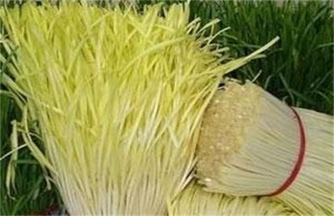 蒜黄种植技术