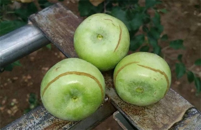 苹果水裂纹发生原因及防治