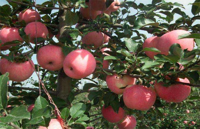 苹果 种植 方法