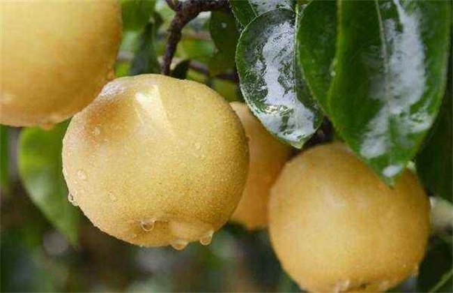 梨子 种植 环境要求