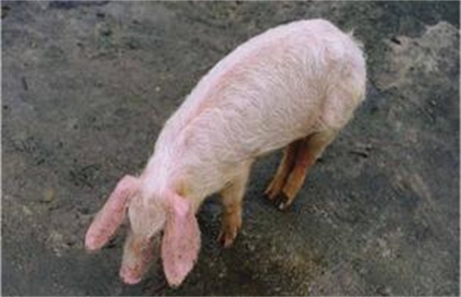 僵猪的产生原因及防治方法