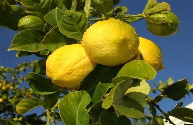 柠檬 注意事项 种植