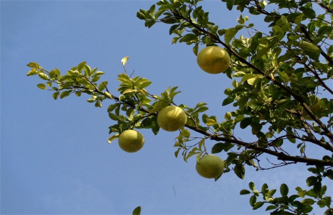 高产 柚子 栽培技术
