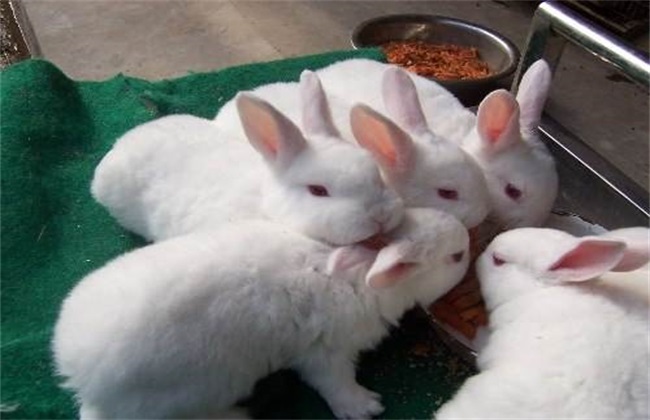 肉兔 养殖 注意事项