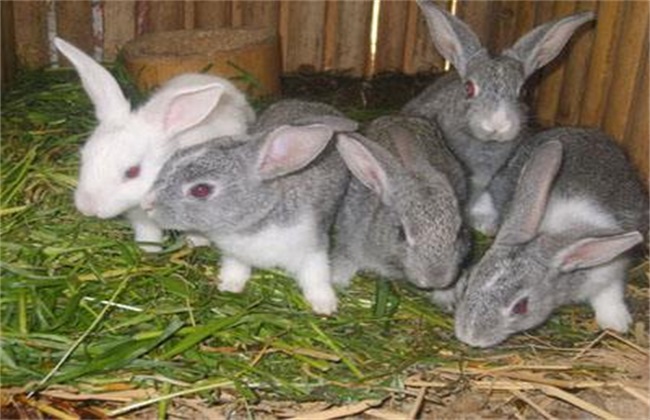 肉兔 养殖 注意事项