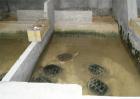 鳄龟养殖技术