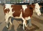 哺乳期母牛的养殖方法