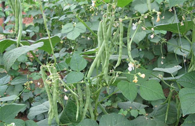 四季豆 注意事项 种植